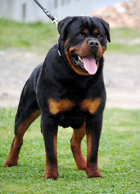 Rottweiler