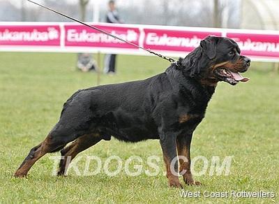 Rottweiler