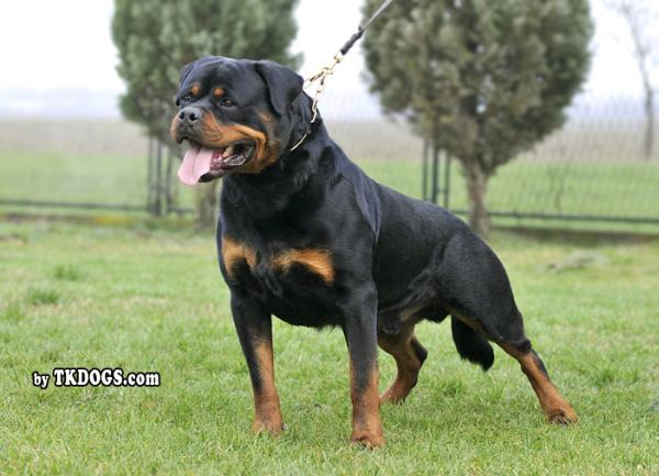 Rottweiler