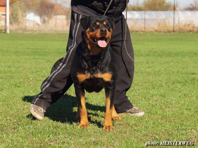 Rottweiler