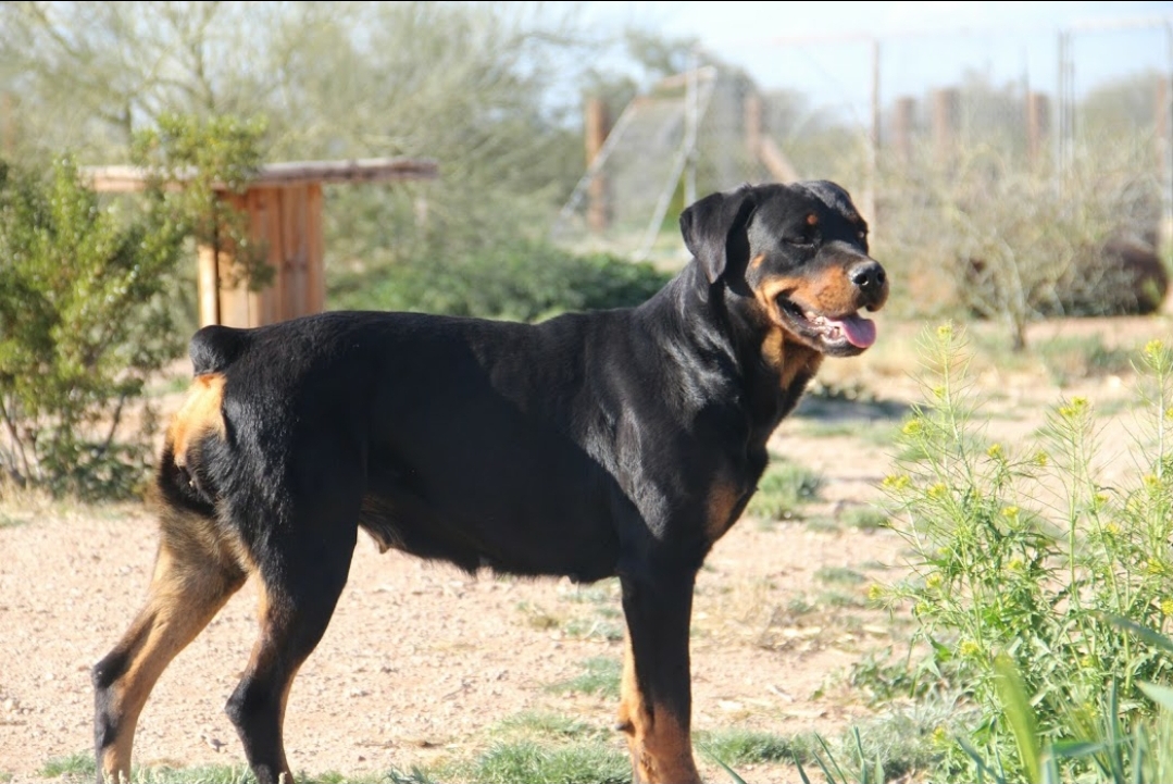 Azul-rottweiler-queen-Screenshot_20210621-205439_Photos.jpg