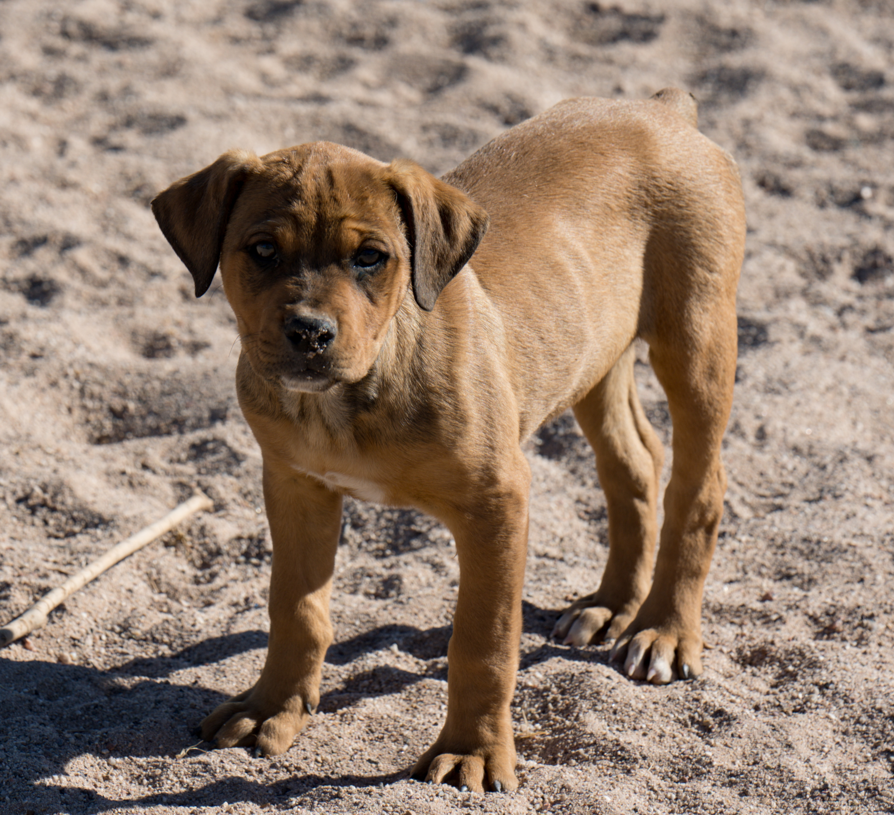 American Bandogge Mastiff