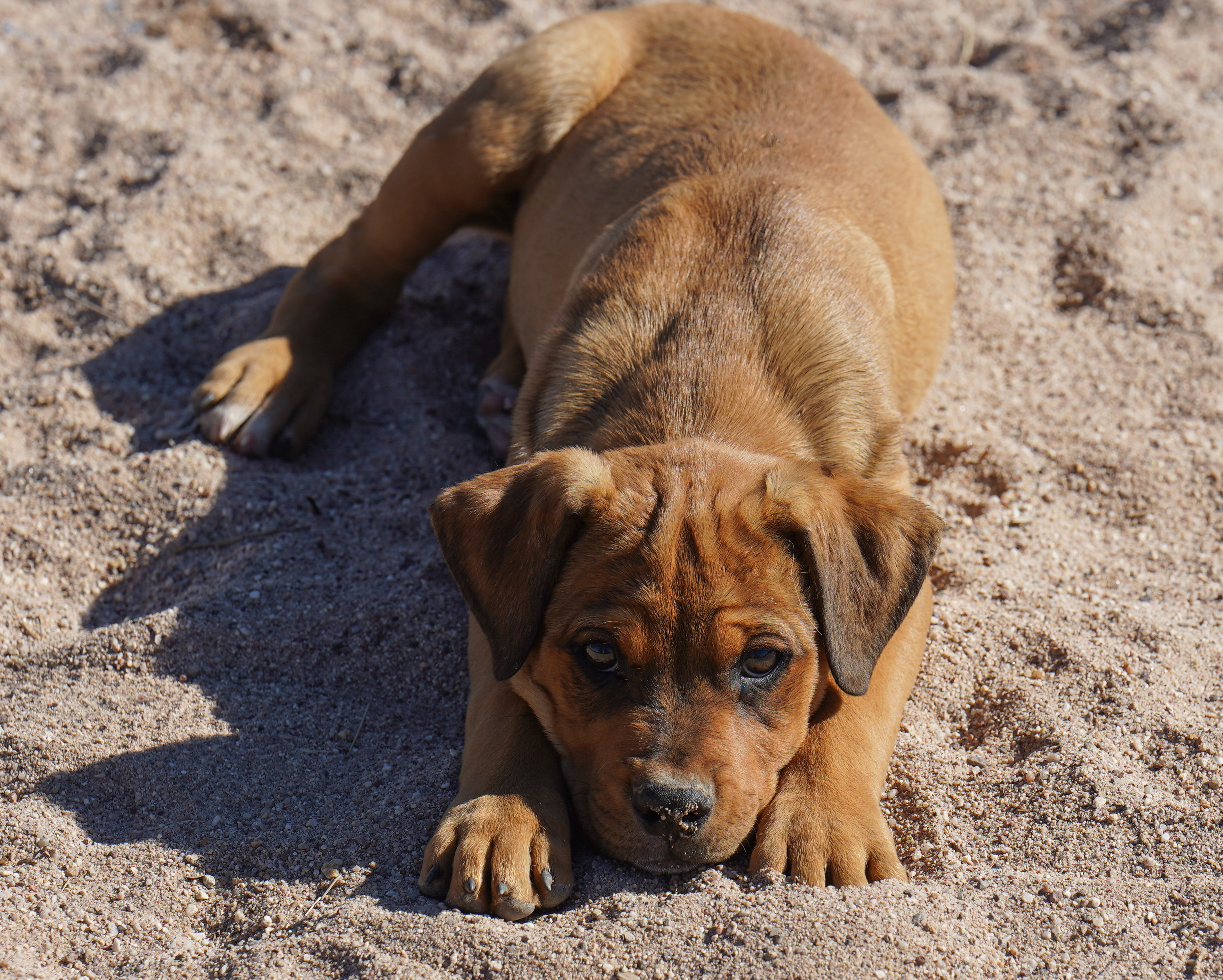 American Bandogge Mastiff