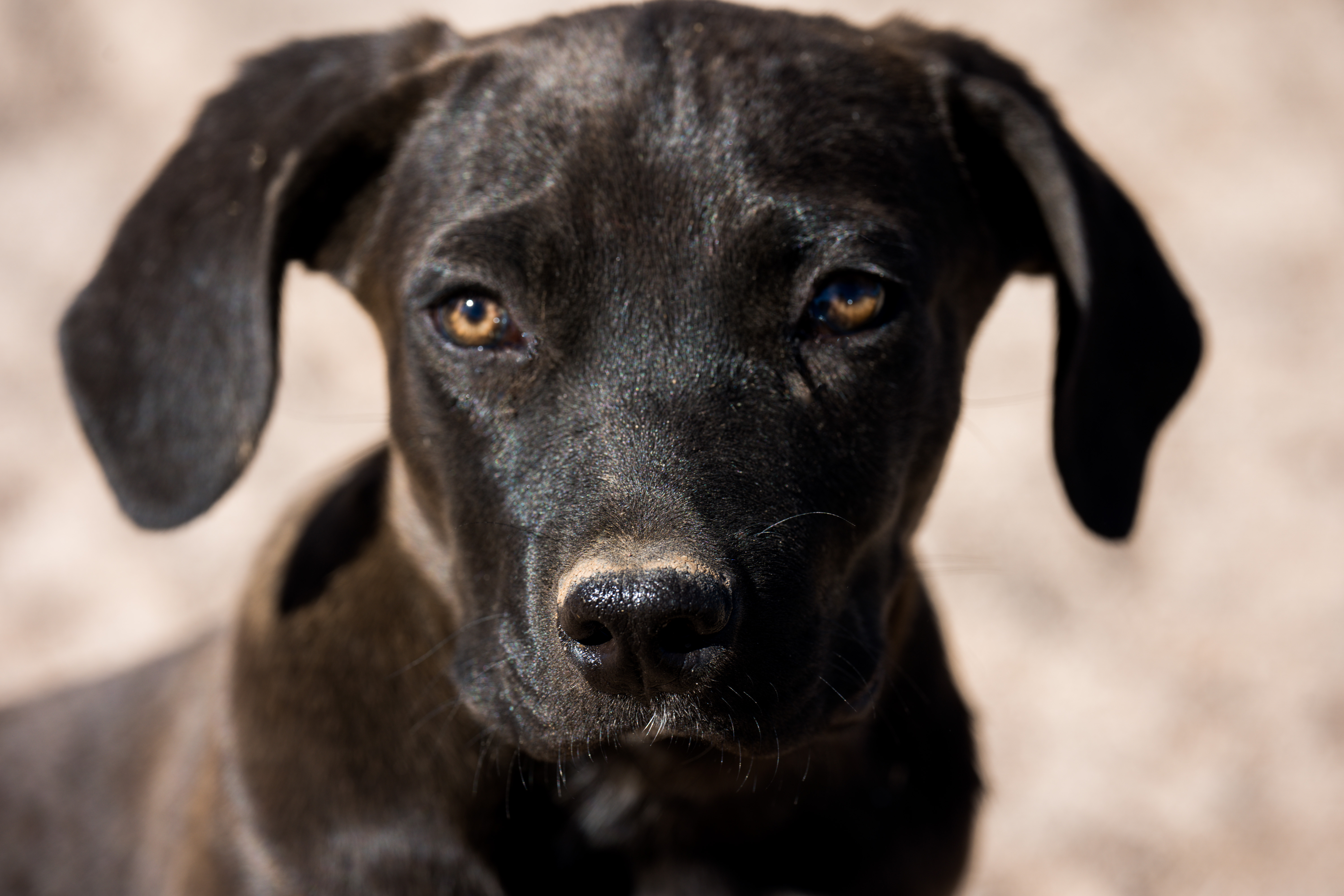 American Bandogge Mastiff