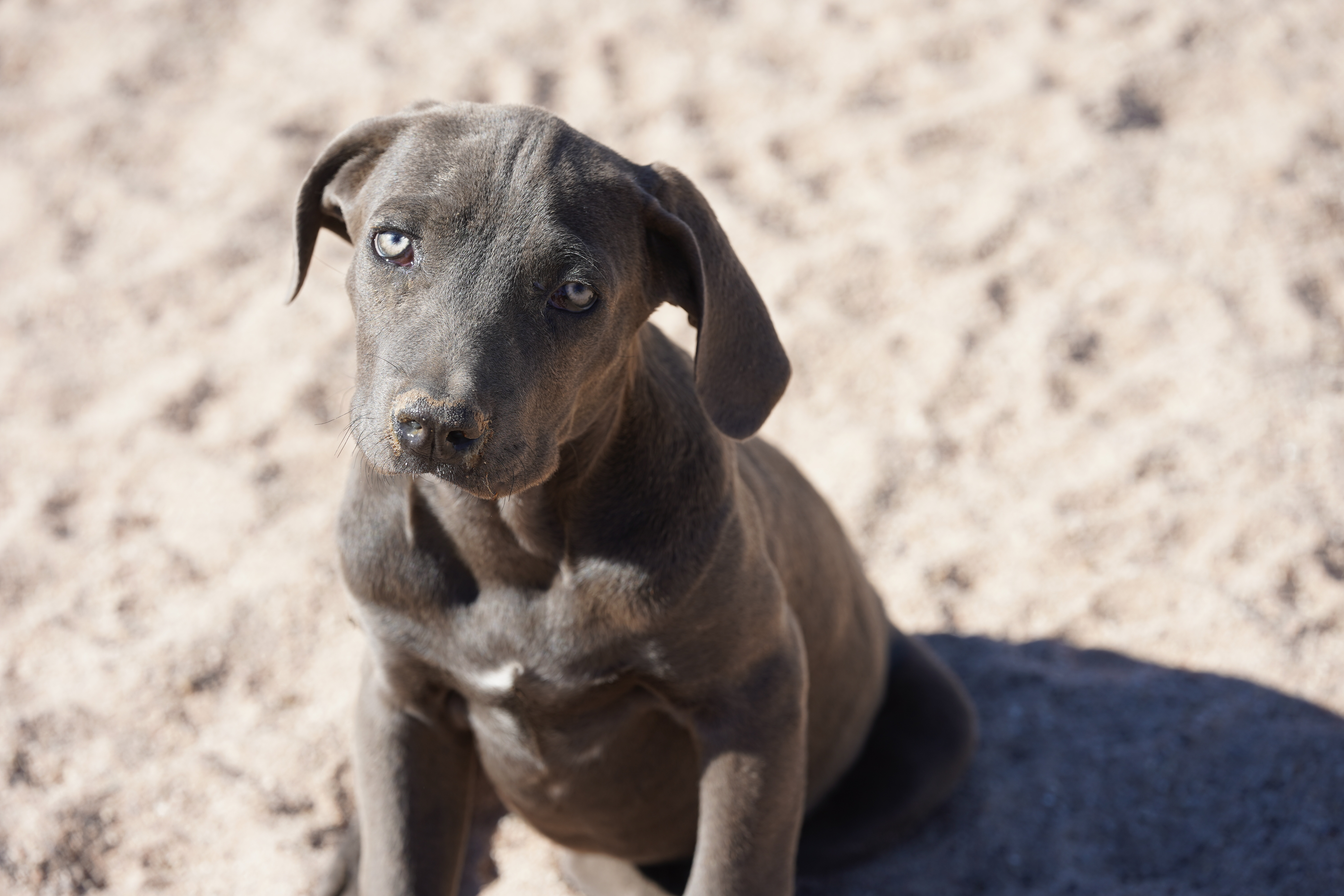 American Bandogge Mastiff