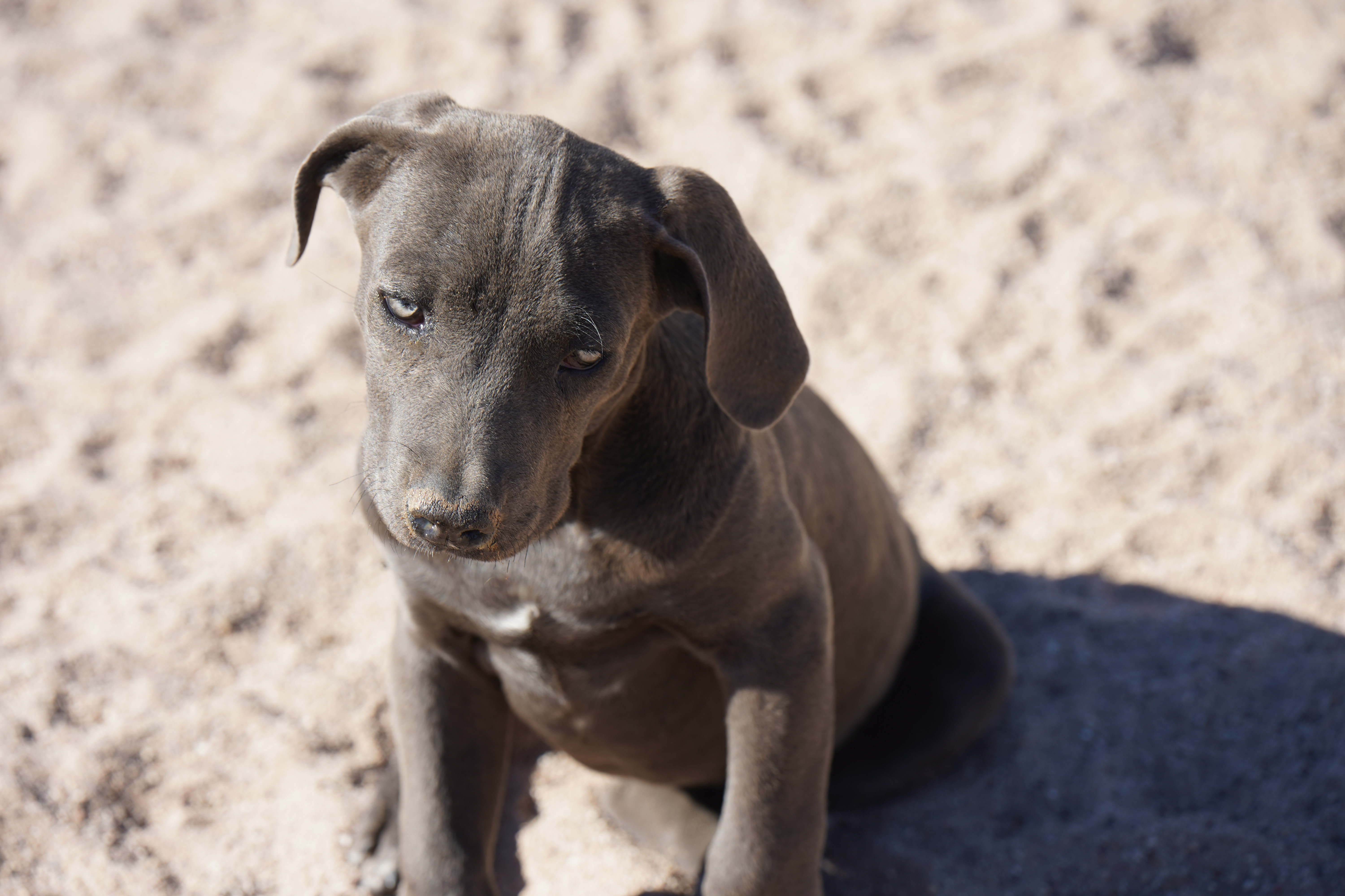 American Bandogge Mastiff