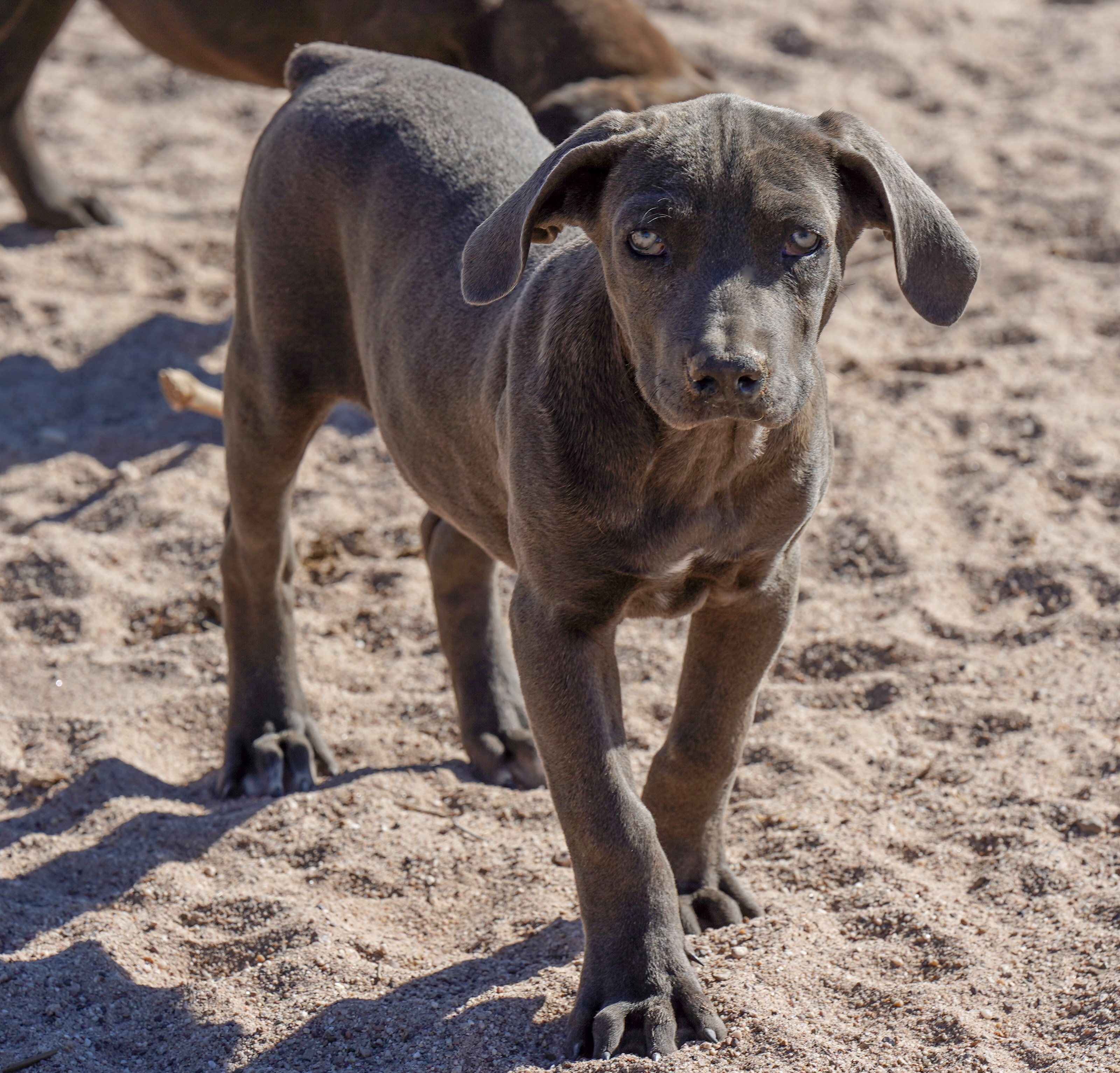 American Bandogge Mastiff