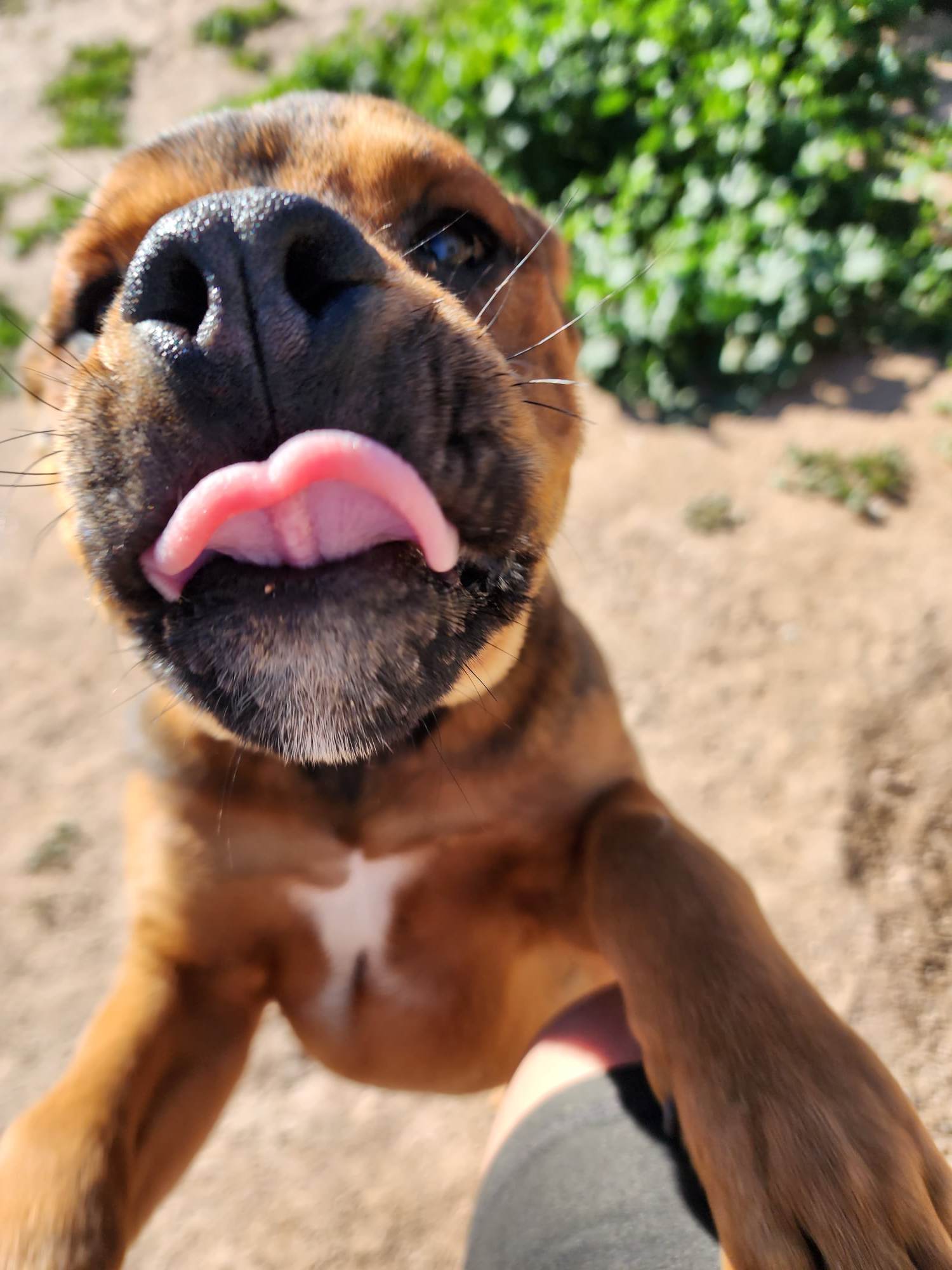 American Bandogge Mastiff