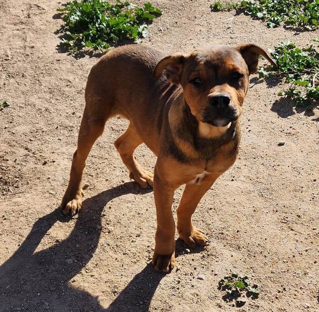 American Bandogge Mastiff