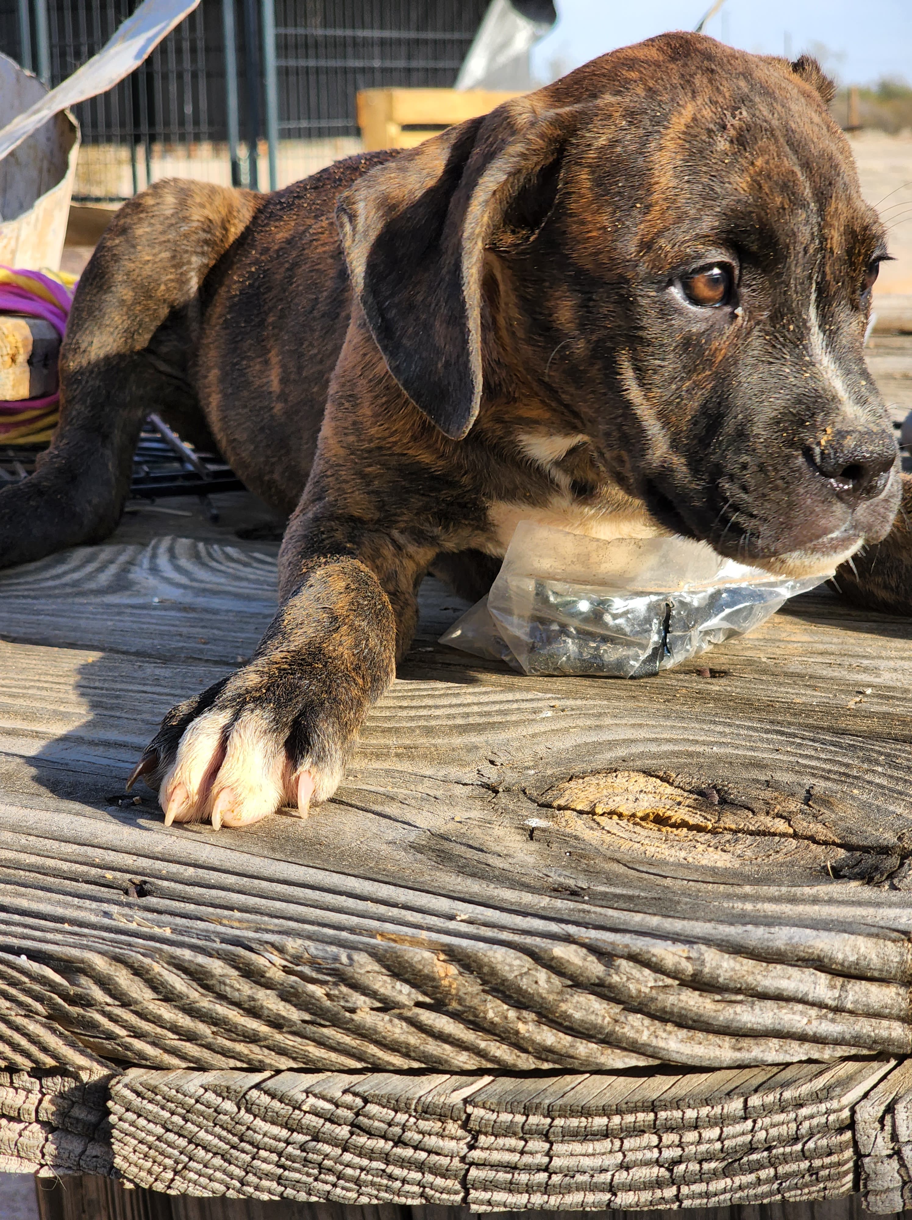 American Bandogge mastiff puppies for sale