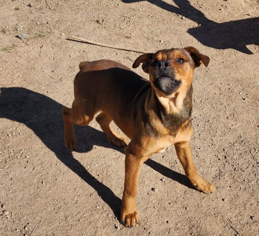 American Bandogge Mastiff