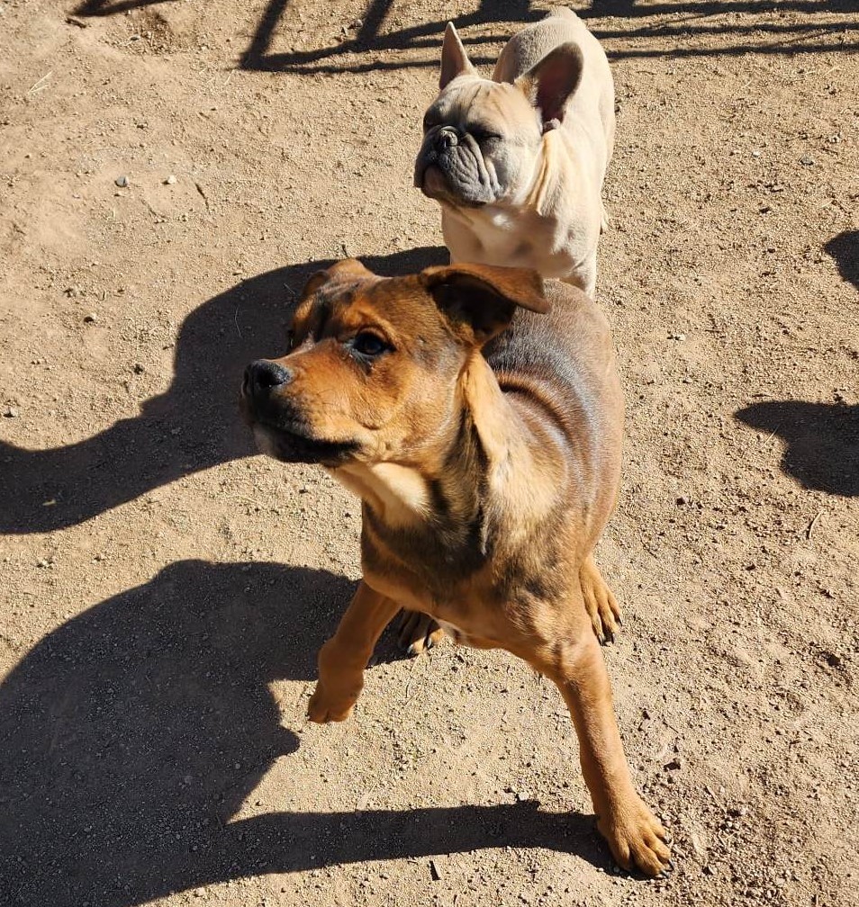 American Bandogge Mastiff