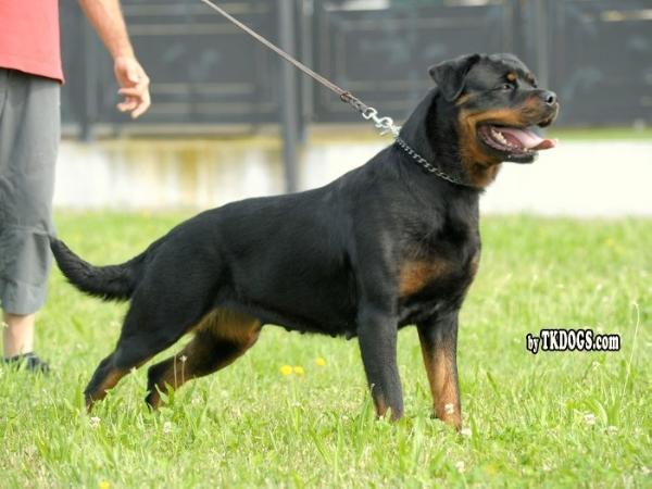 Rottweiler