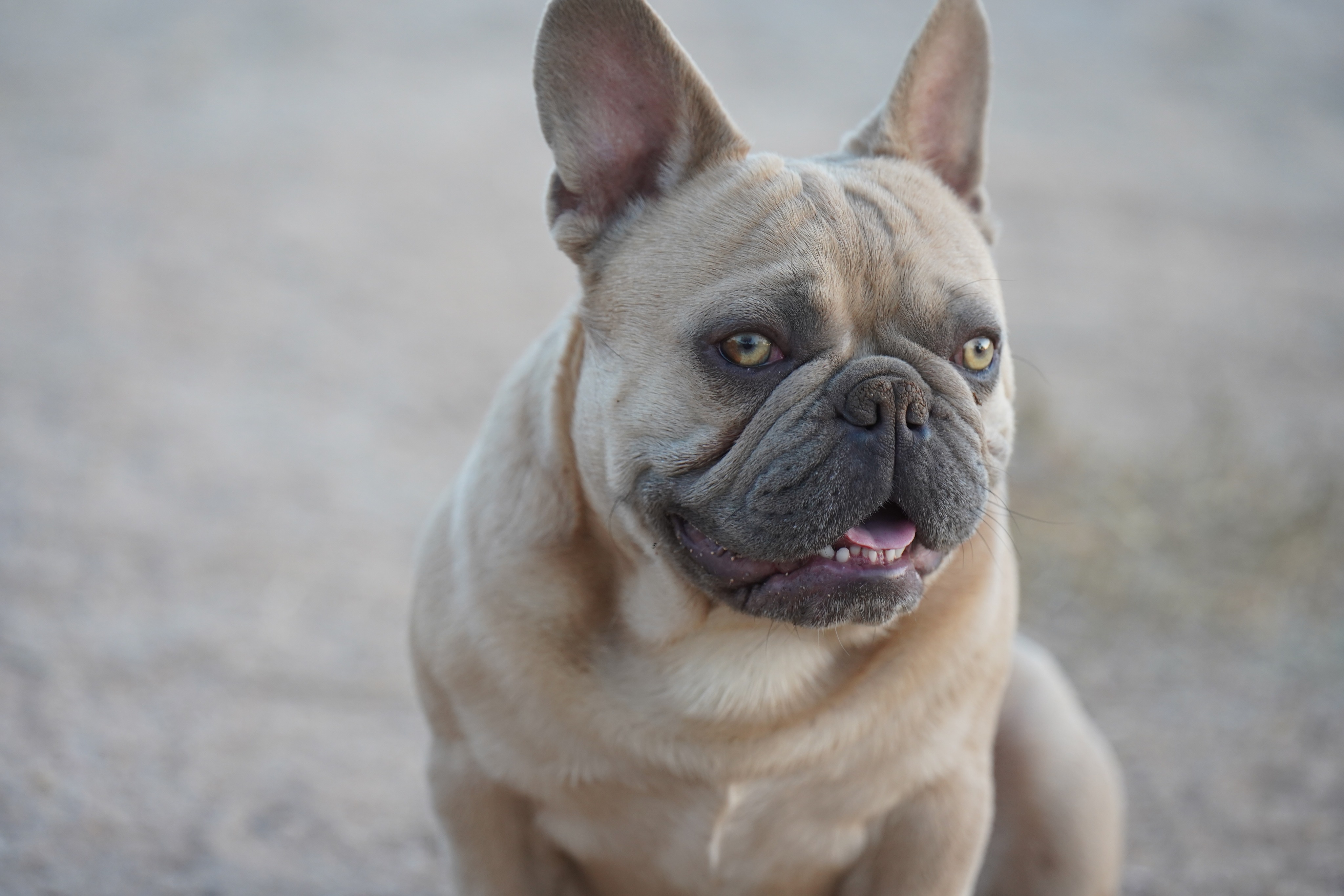 French Bulldog