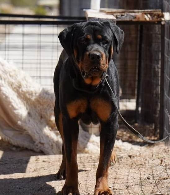 Rottweiler