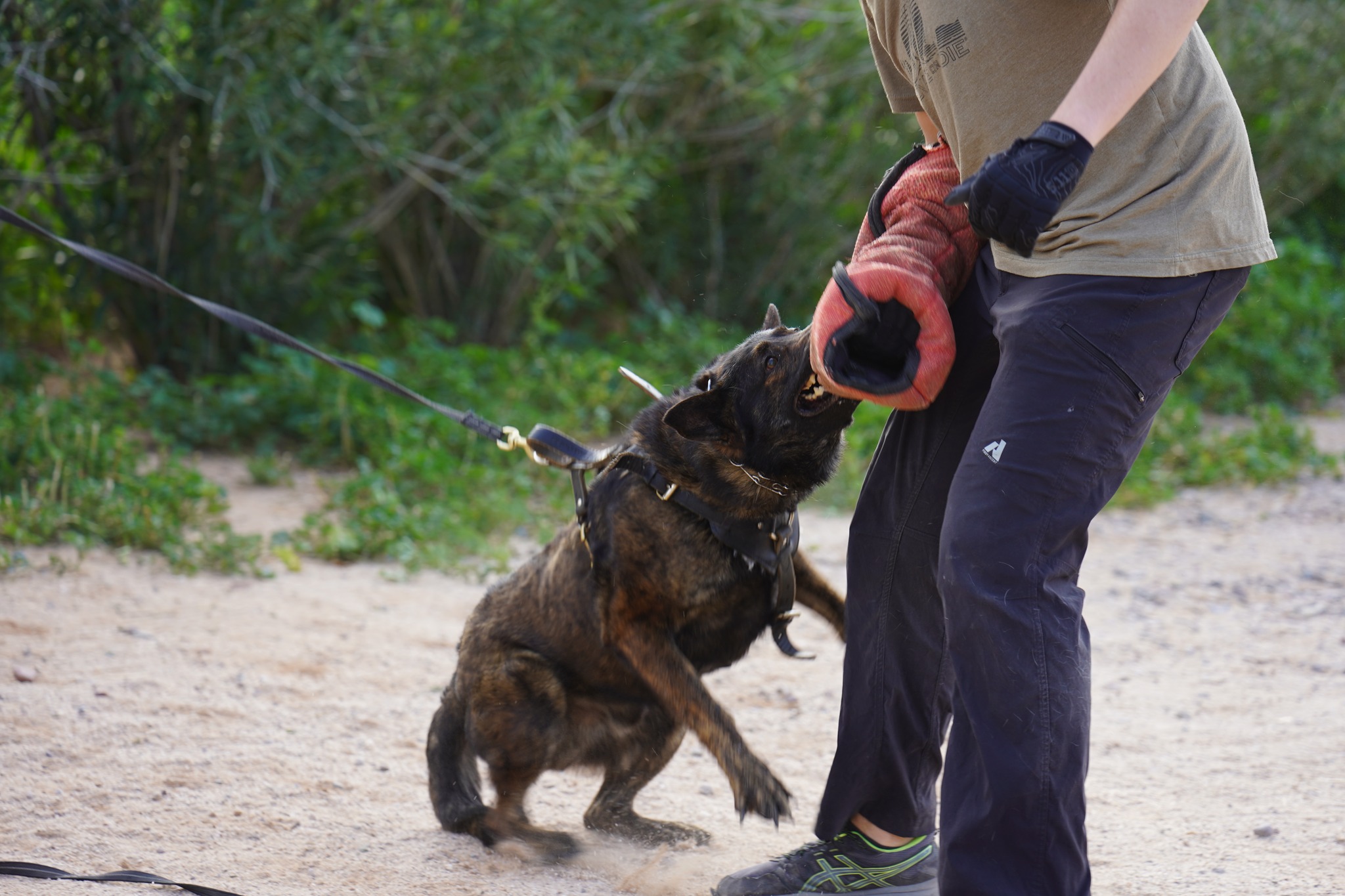 Dutch Shepherd