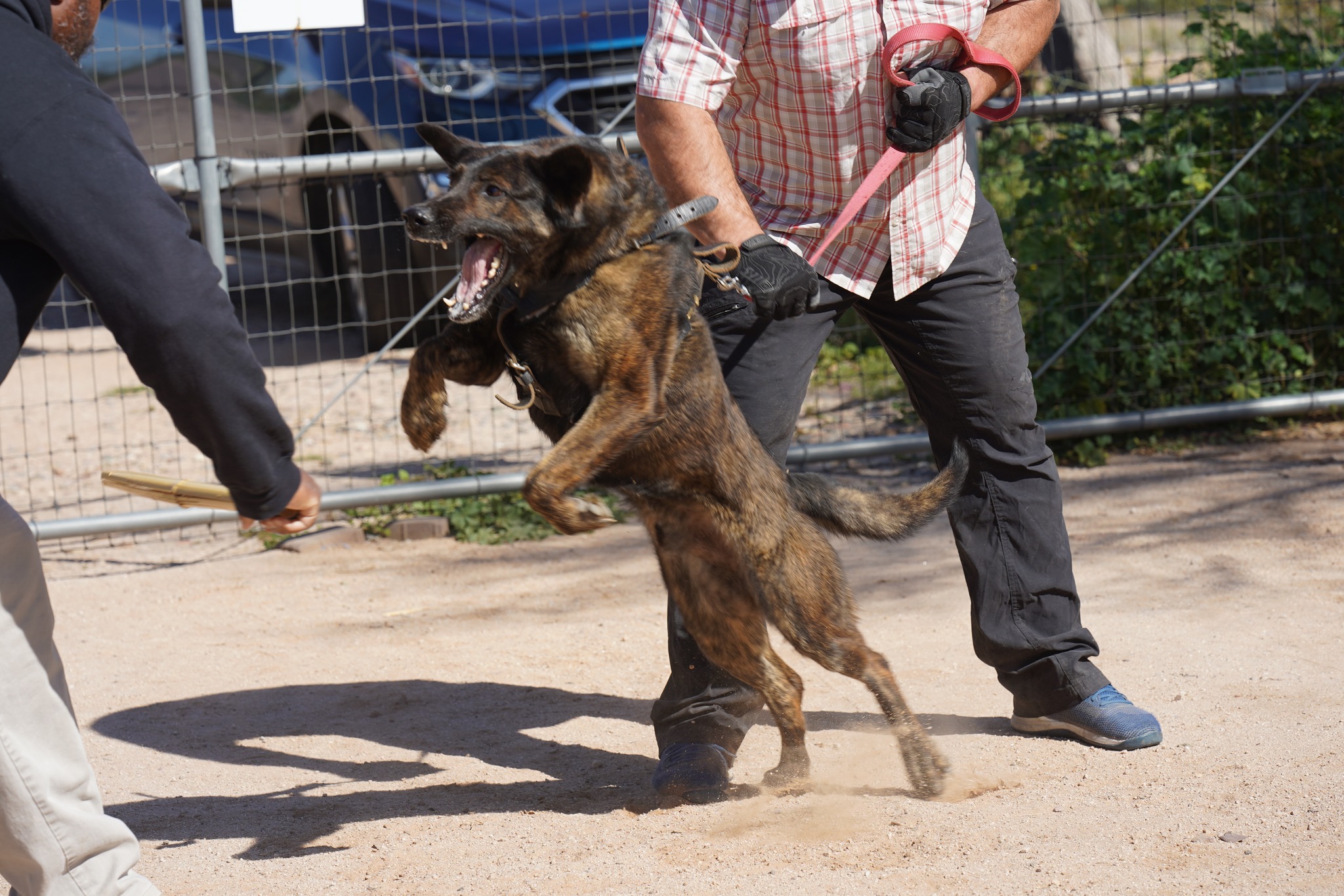 Dutch Shepherd