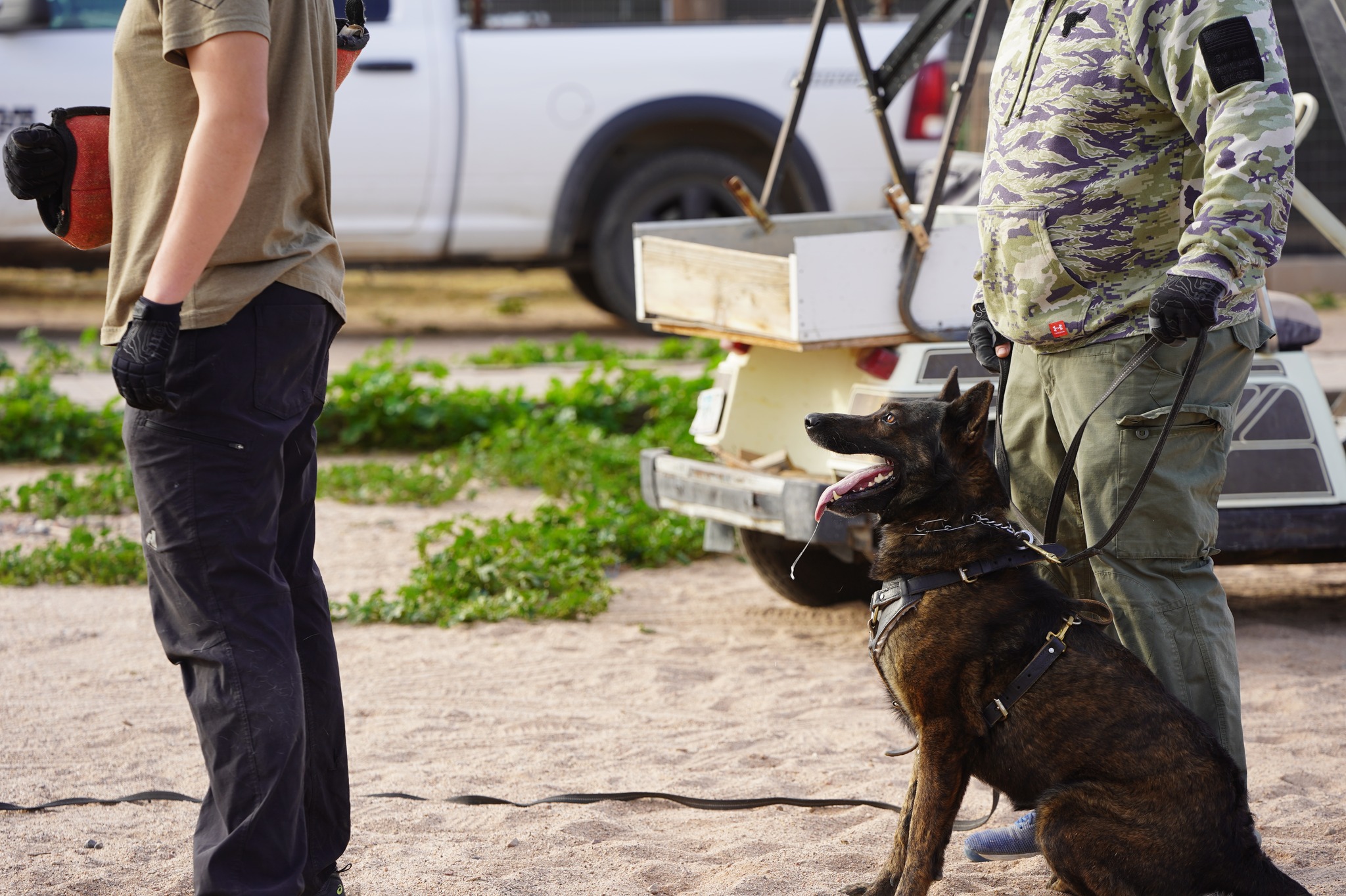 Dutch Shepherd