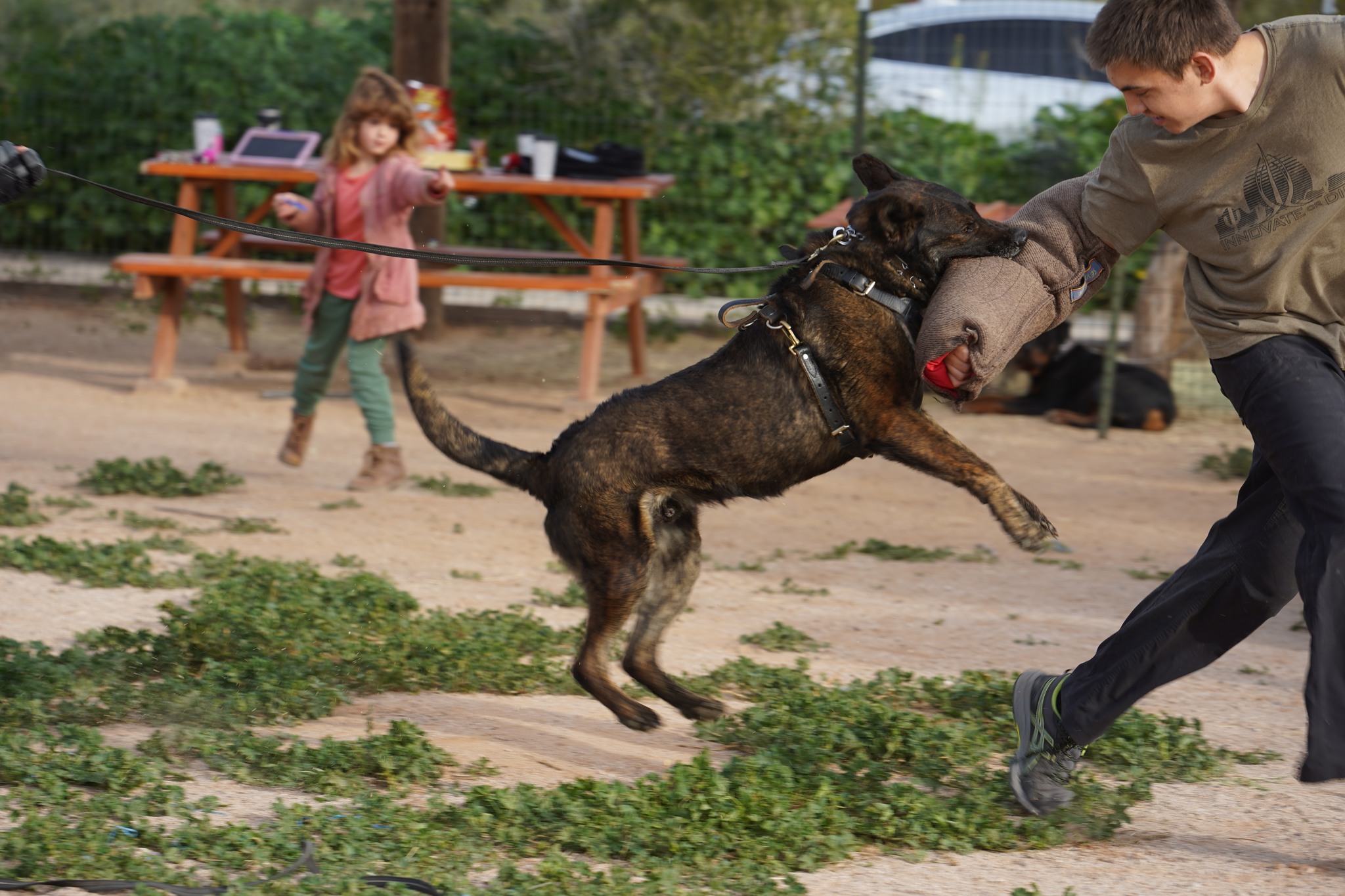 Dutch Shepherd