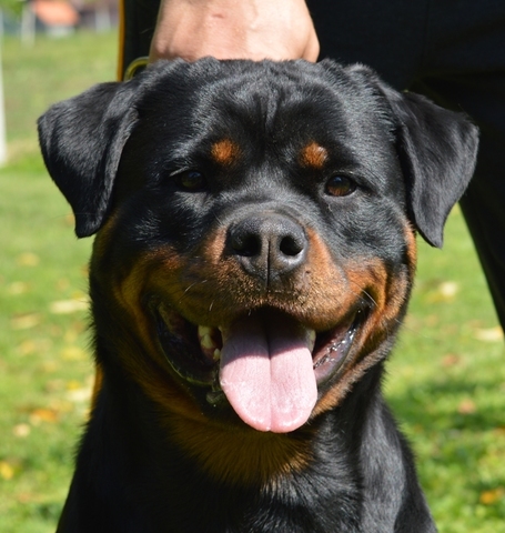 Rottweiler