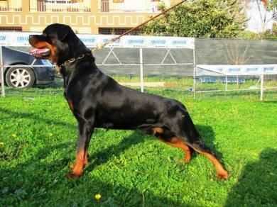 Rottweiler