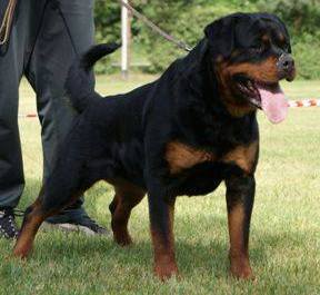 Rottweiler