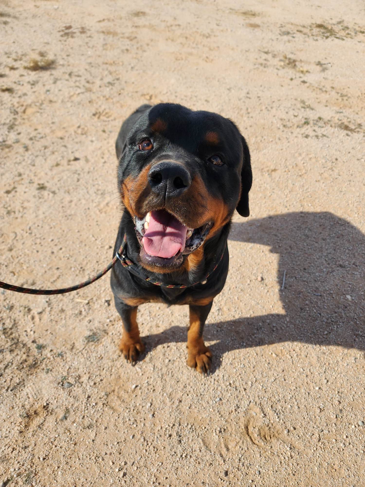 Rottweiler