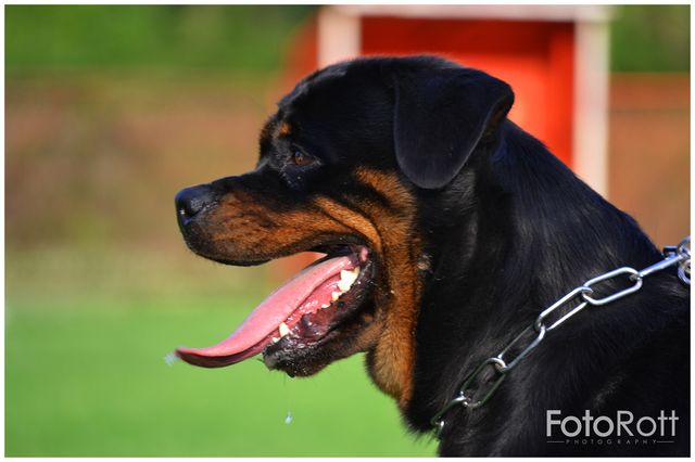 Rottweiler