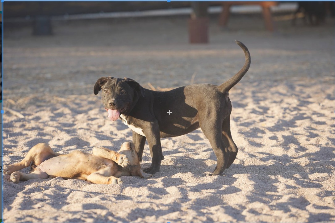 American Bandogge Mastiff