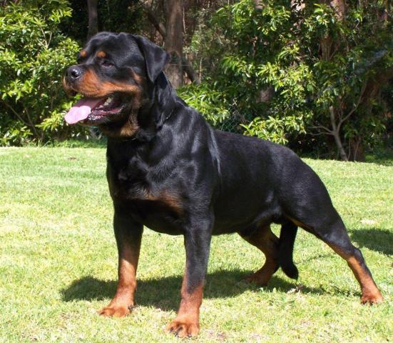 Rottweiler