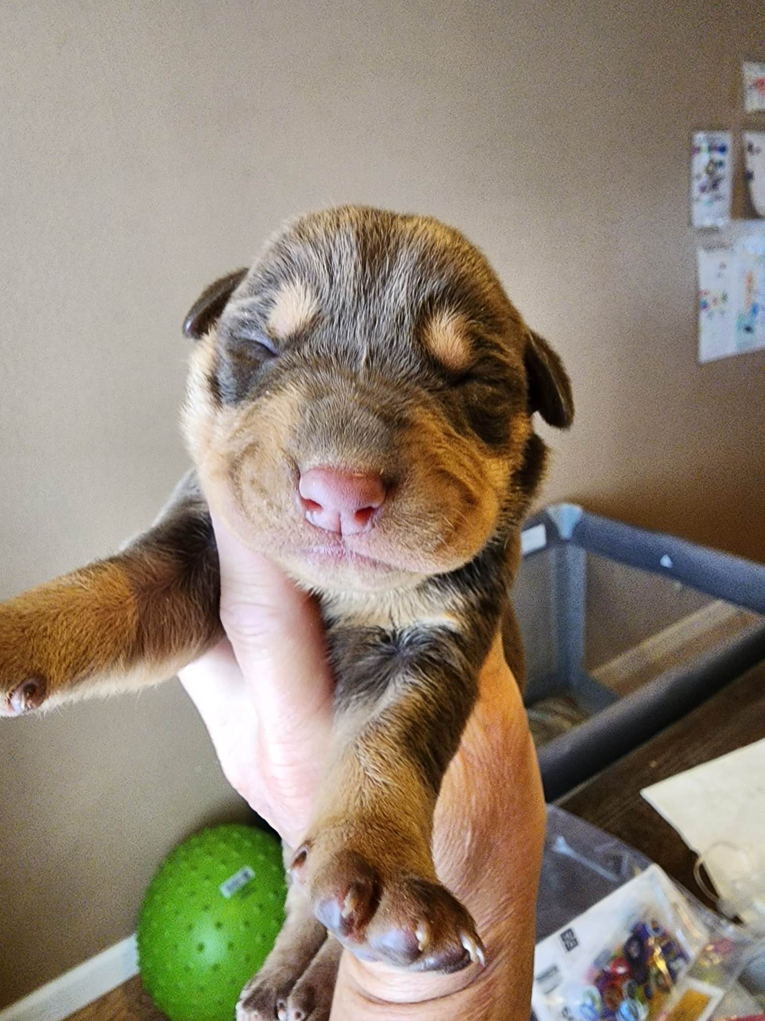 doberman