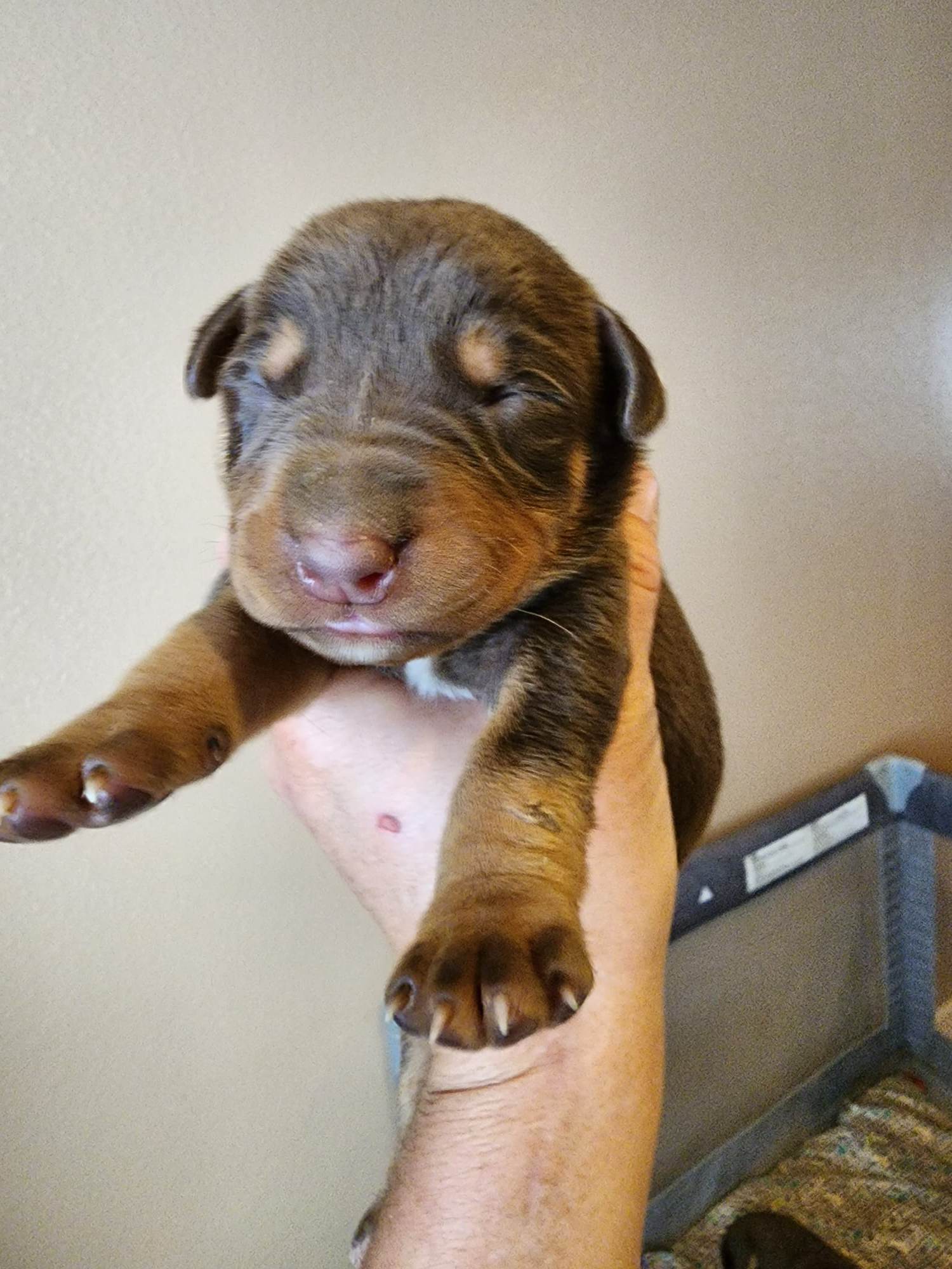 doberman
