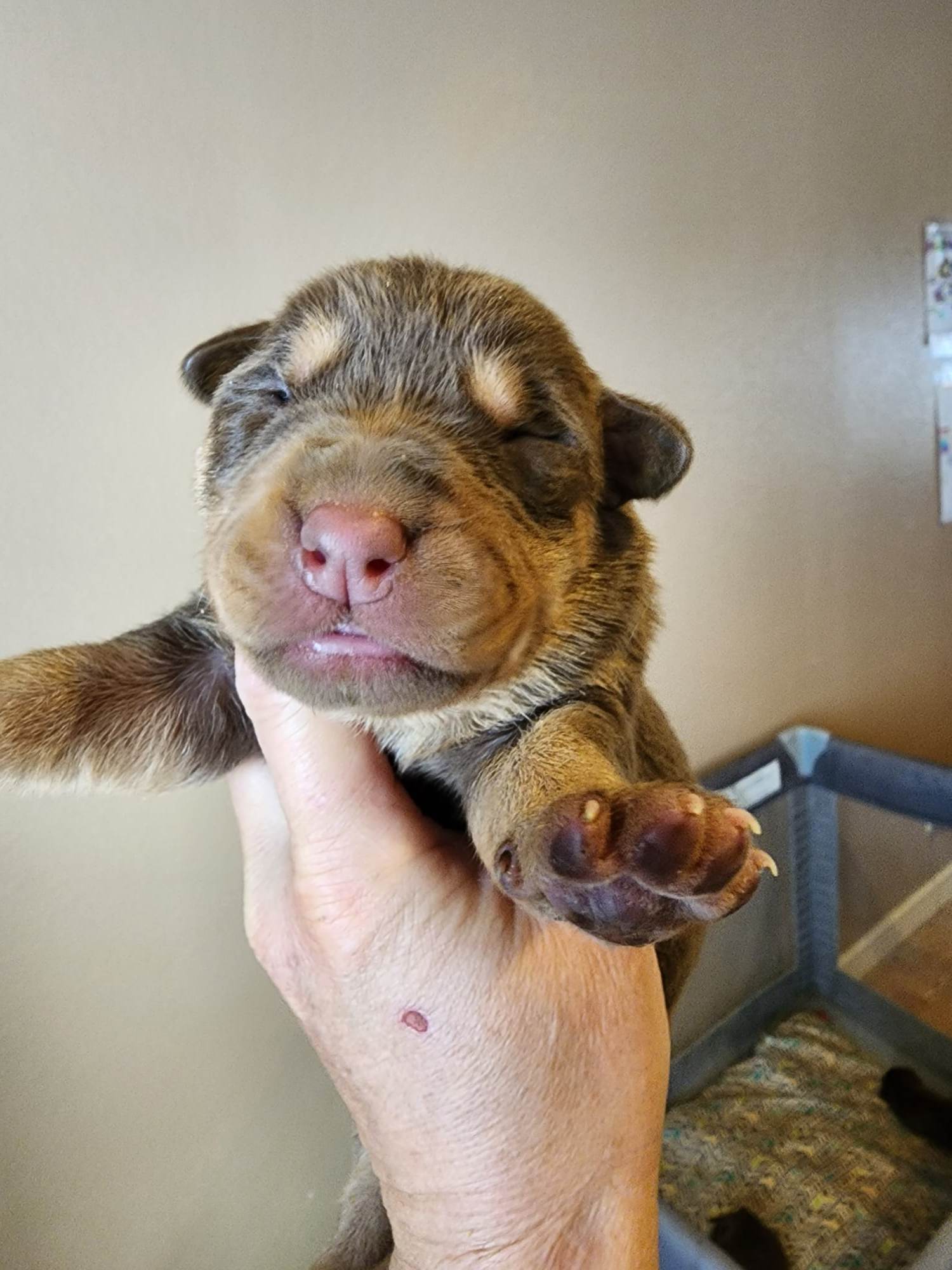 doberman