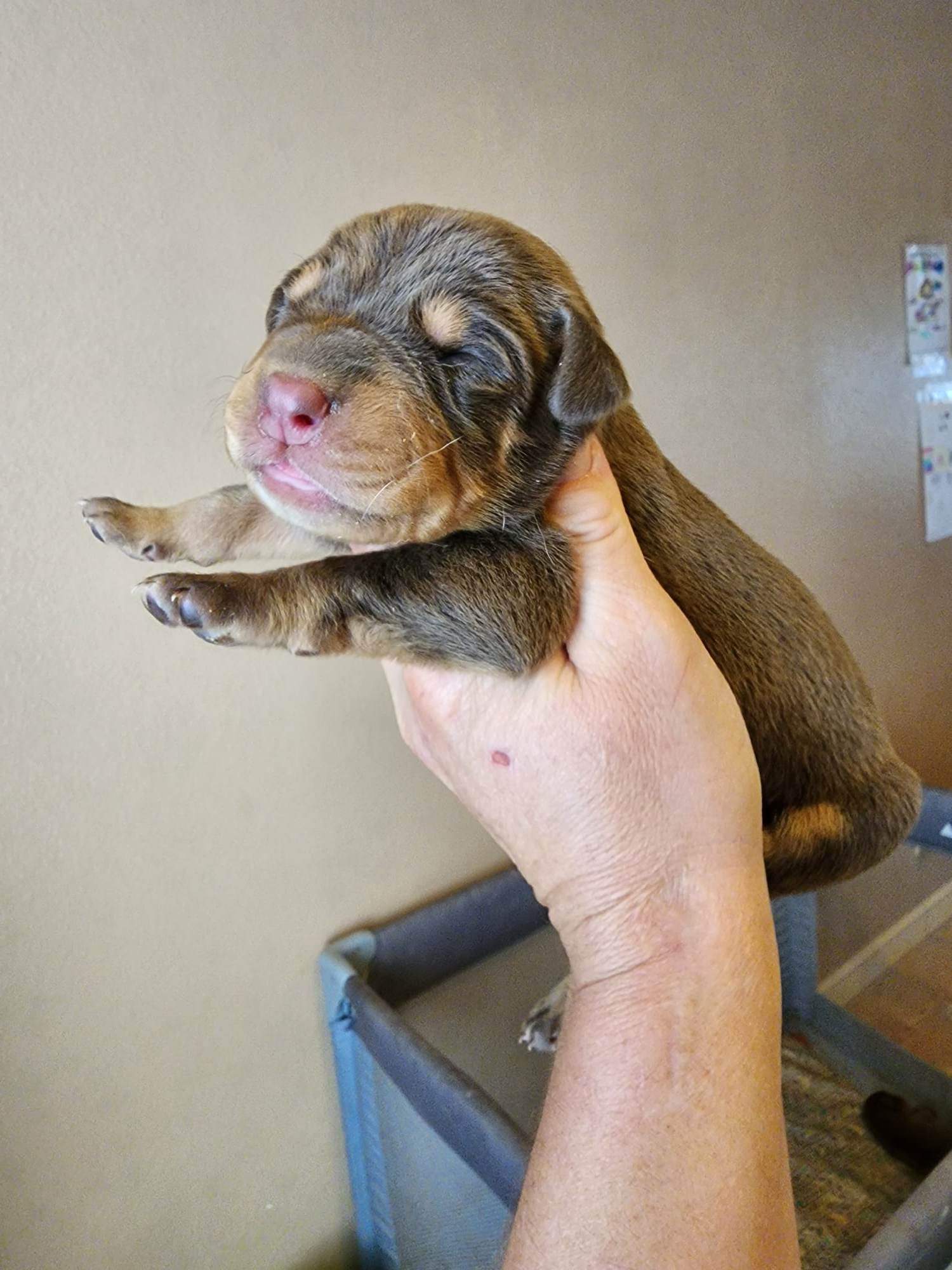 doberman