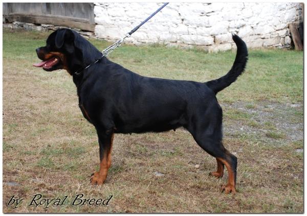 Rottweiler