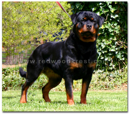 Rottweiler