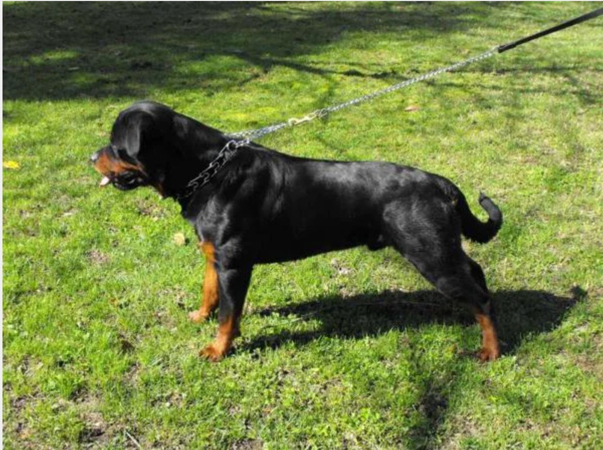Rottweiler
