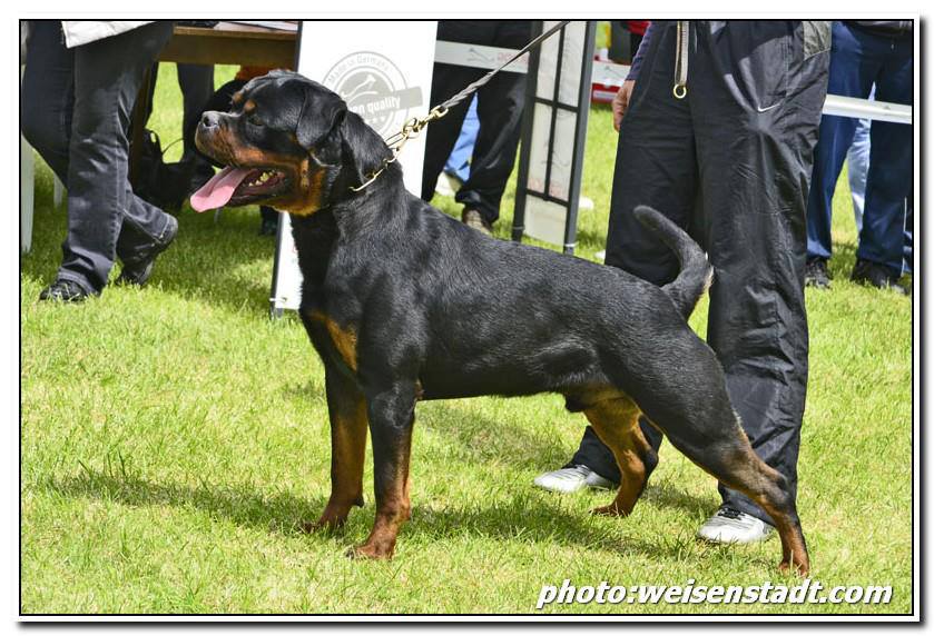 Rottweiler