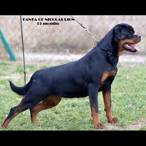 Rottweiler