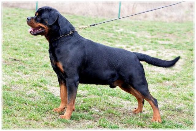 Rottweiler