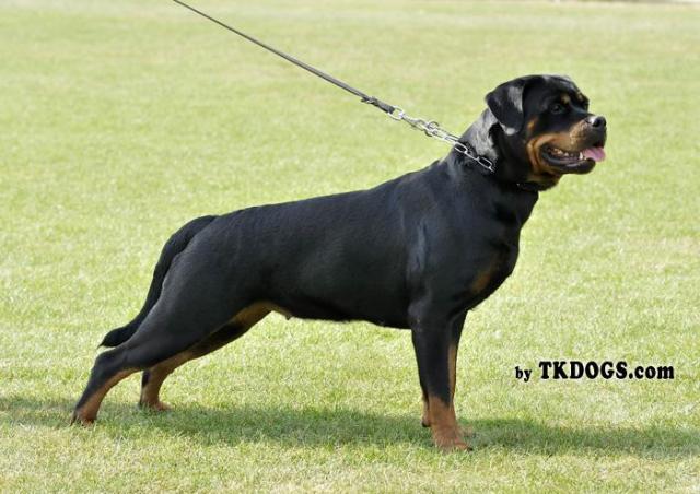 Rottweiler