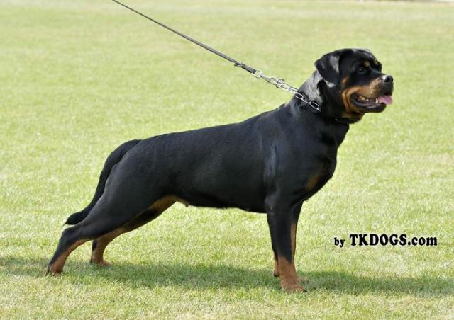 Rottweiler