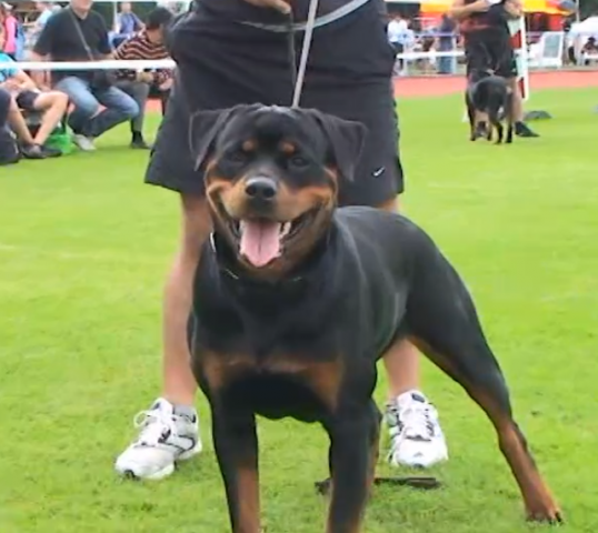 Rottweiler