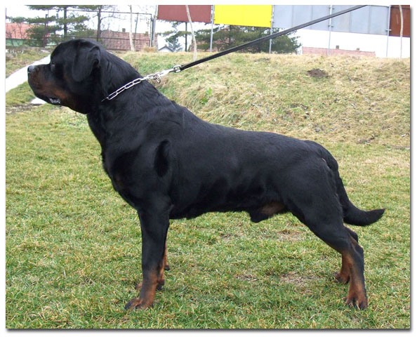 Rottweiler