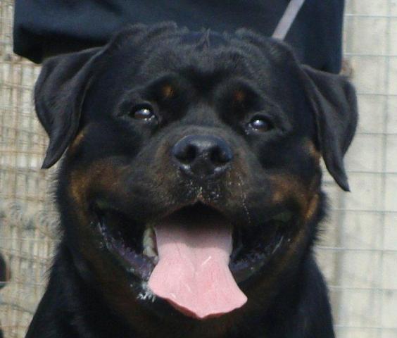 Rottweiler