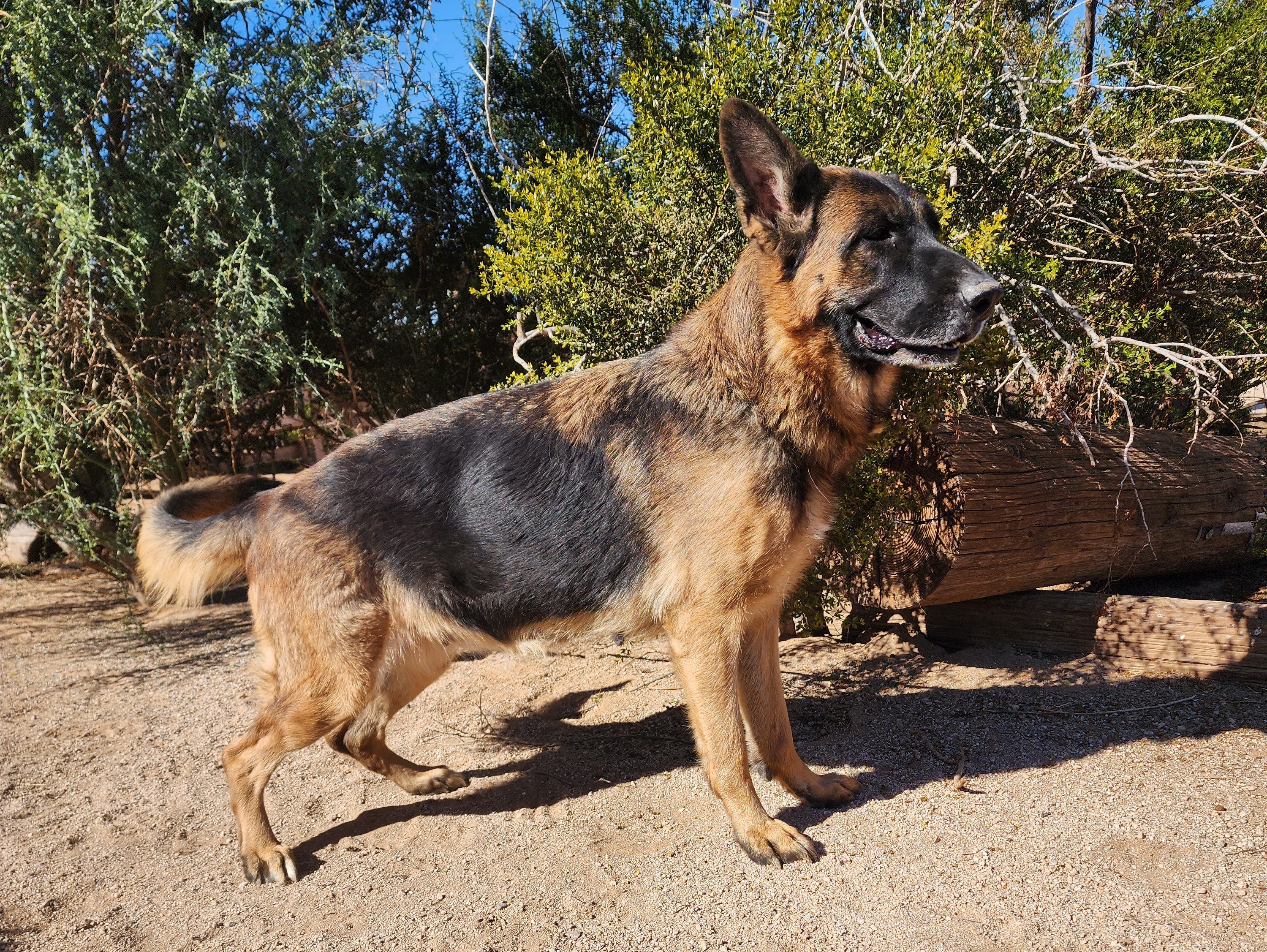 German Shepherd