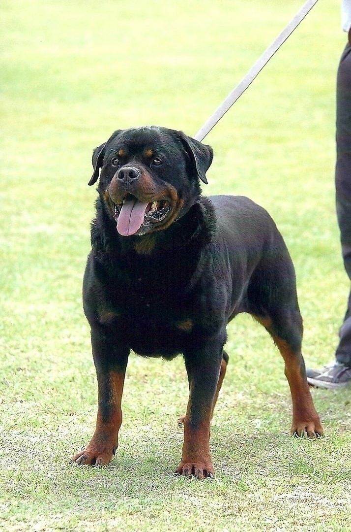 Rottweiler