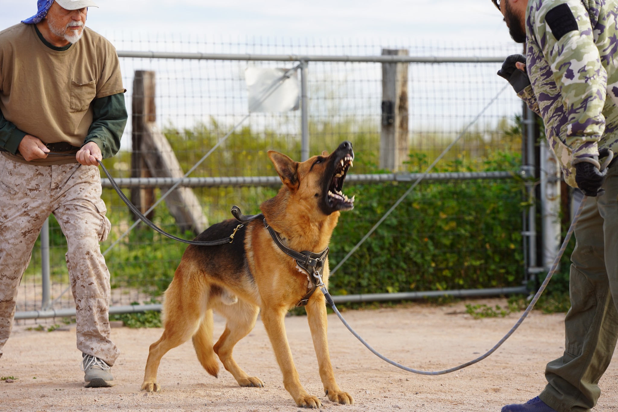 German Shepherd