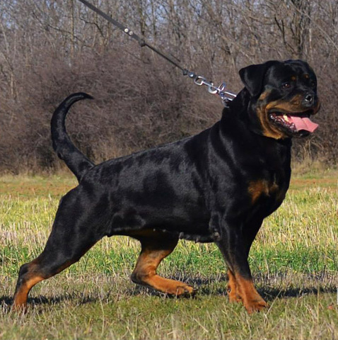 Rottweiler