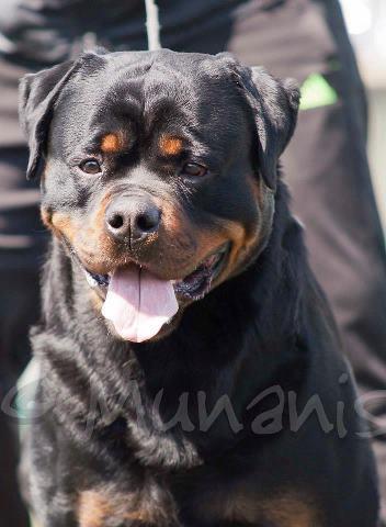 Rottweiler